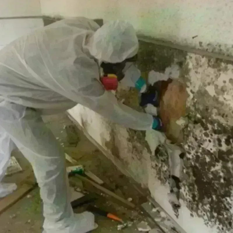 Mold Remediation and Removal in Sheridan, IL